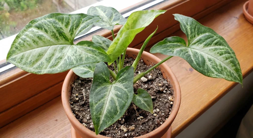Arrowhead Plant
