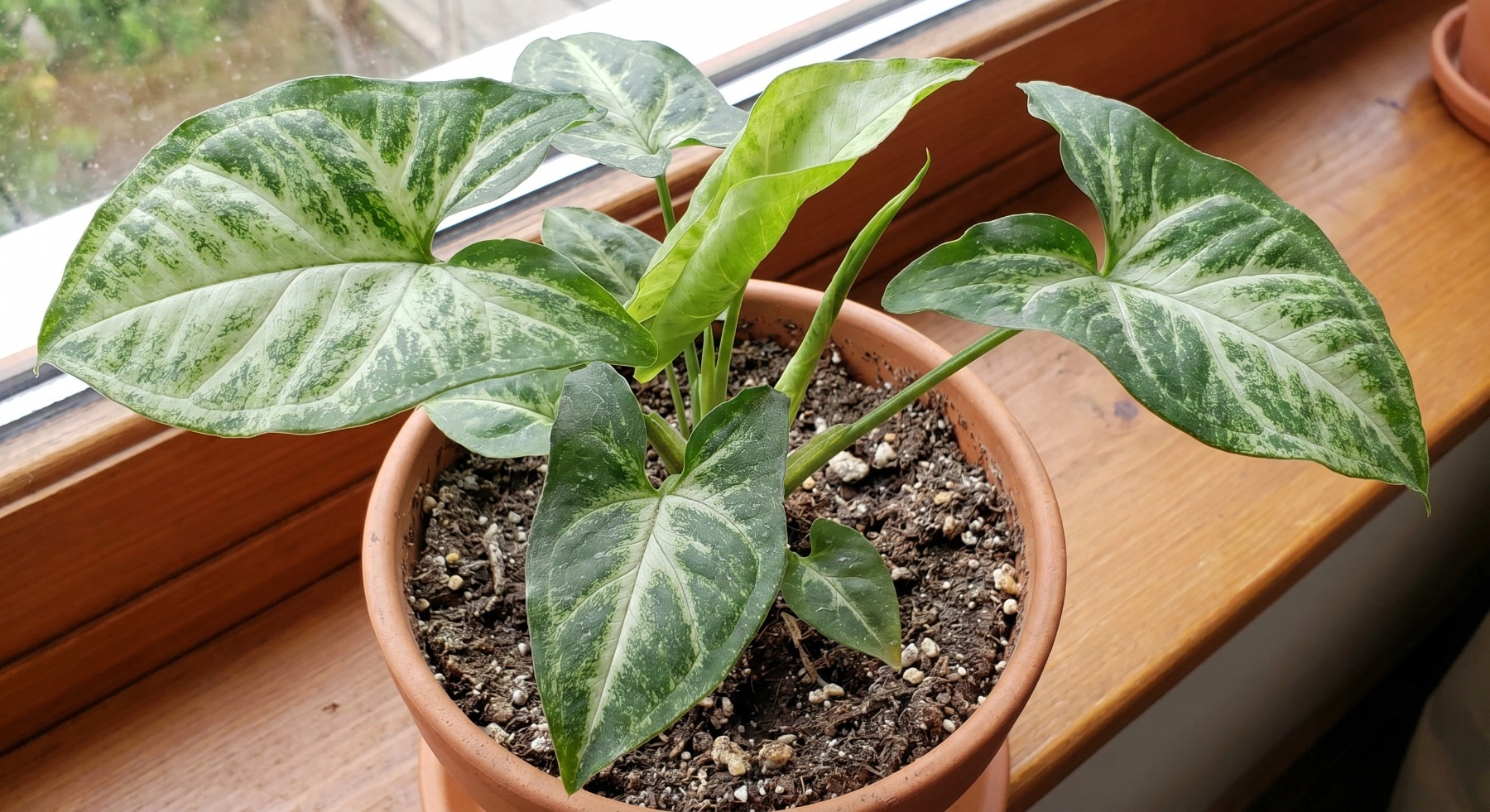 Arrowhead Plant