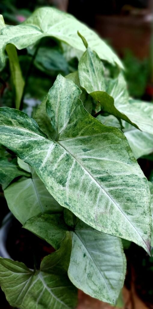 arrowhead plant, ornamental plant, houseplant, syngonium podophyllum, jakarta, indonesia, arrowhead plant, arrowhead plant, arrowhead plant, arrowhead plant, arrowhead plant, syngonium podophyllum, syngonium podophyllum, syngonium podophyllum, syngonium podophyllum, syngonium podophyllum, jakarta