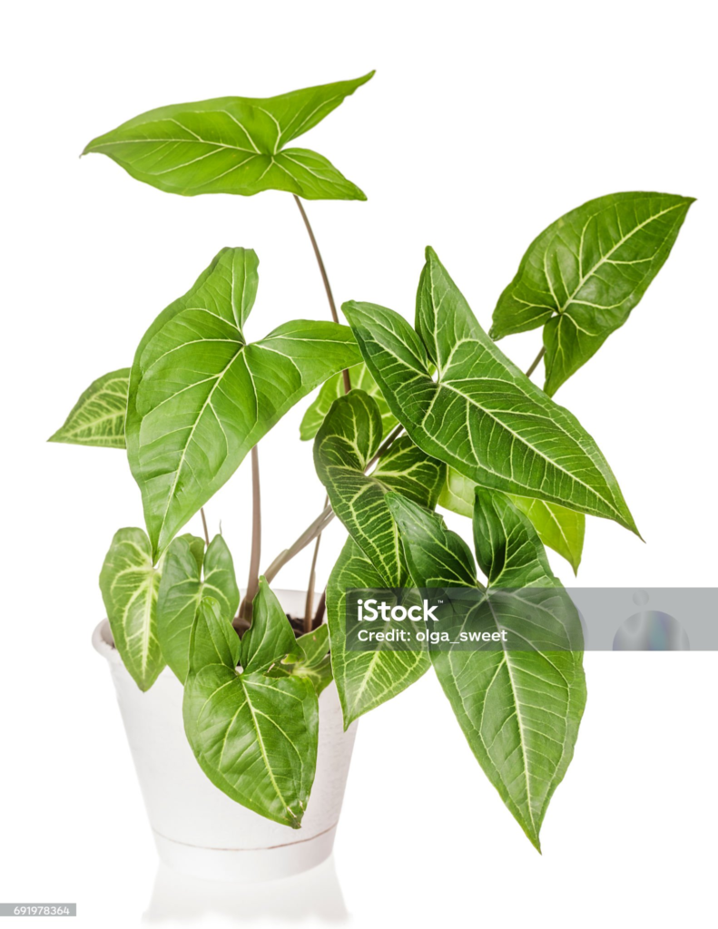 arrowhead plant, ornamental plant, houseplant, syngonium podophyllum, jakarta, indonesia, arrowhead plant, arrowhead plant, arrowhead plant, arrowhead plant, arrowhead plant, syngonium podophyllum, syngonium podophyllum, syngonium podophyllum, syngonium podophyllum, syngonium podophyllum, jakarta