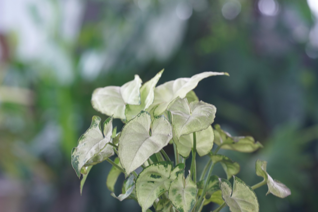arrowhead plant, ornamental plant, houseplant, syngonium podophyllum, jakarta, indonesia, arrowhead plant, arrowhead plant, arrowhead plant, arrowhead plant, arrowhead plant, syngonium podophyllum, syngonium podophyllum, syngonium podophyllum, syngonium podophyllum, syngonium podophyllum, jakarta