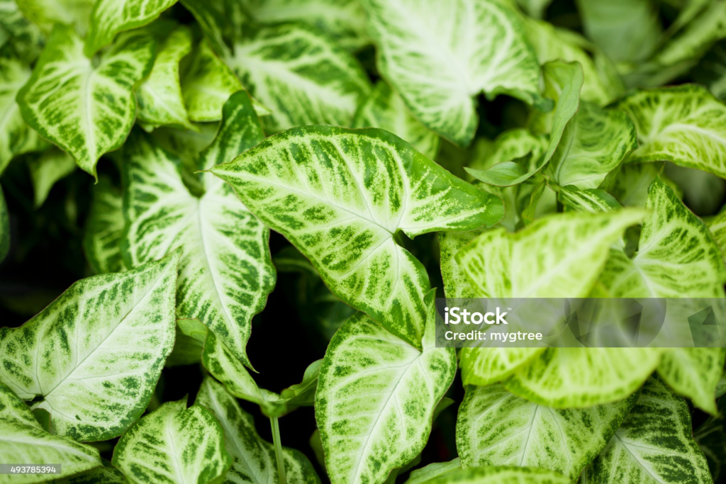 arrowhead plant, ornamental plant, houseplant, syngonium podophyllum, jakarta, indonesia, arrowhead plant, arrowhead plant, arrowhead plant, arrowhead plant, arrowhead plant, syngonium podophyllum, syngonium podophyllum, syngonium podophyllum, syngonium podophyllum, syngonium podophyllum, jakarta