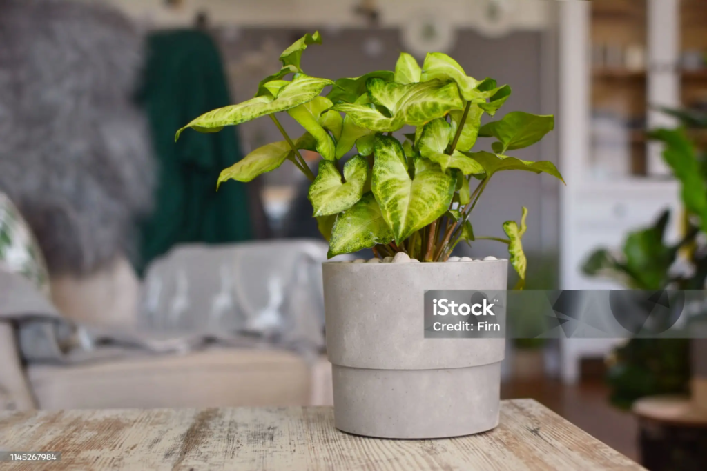 arrowhead plant, ornamental plant, houseplant, syngonium podophyllum, jakarta, indonesia, arrowhead plant, arrowhead plant, arrowhead plant, arrowhead plant, arrowhead plant, syngonium podophyllum, syngonium podophyllum, syngonium podophyllum, syngonium podophyllum, syngonium podophyllum, jakarta