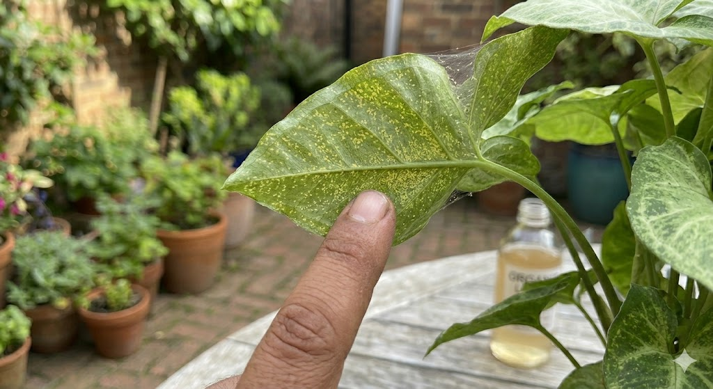 A high-resolution close-up of a Syngonium leaf underside showing the microscopic webbing and yellow stippling of a spider mite infestation, with a human finger pointing to the damage for scale